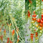 tomatos_B