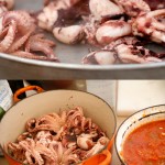 octopus
