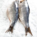 herring